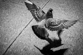 pigeon