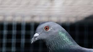 head-pigeon
