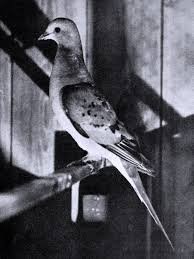 p1-pigeon