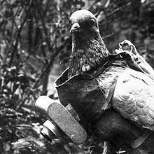 p2-pigeon