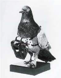 p3-pigeon
